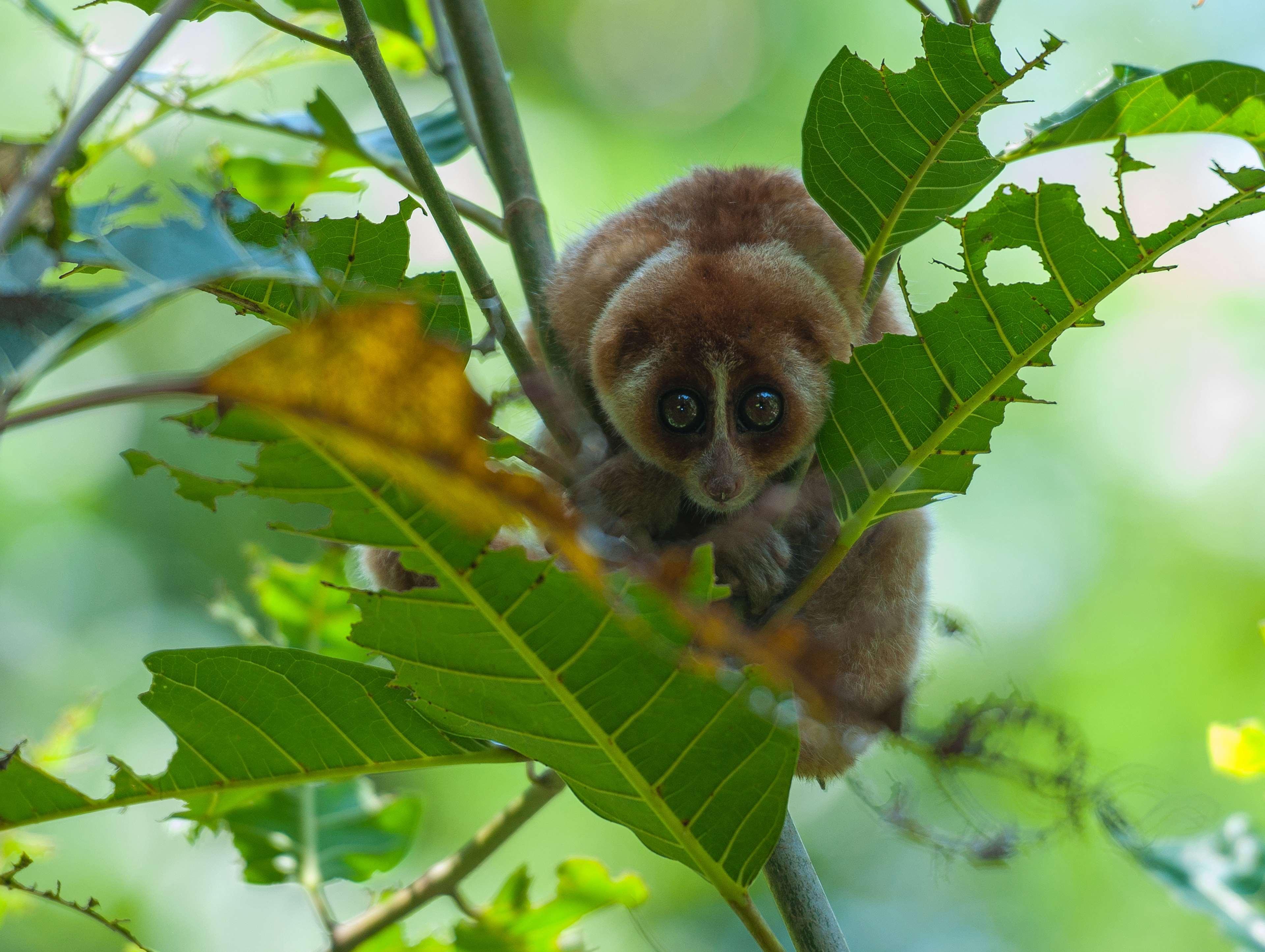 Shangri-La Rasa Ria, Kota Kinabalu Exterior foto A female slender-bodied lemur